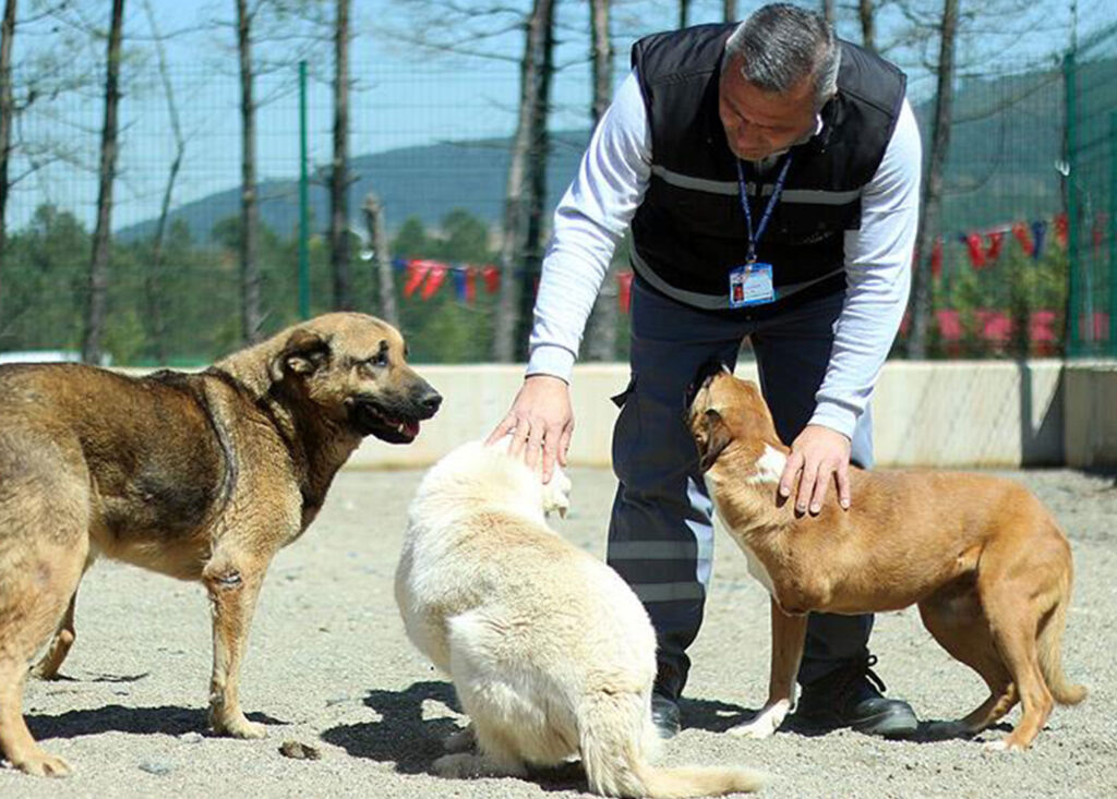 Başkanı Eren Ali Bingöl’den hayvan yasasına ilişkin açıklama
